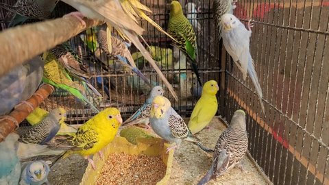 Budgerigars ( Melopsittacus undulatus) are for sale in Multan Birds Market. Multan, Punjab, Pakistan