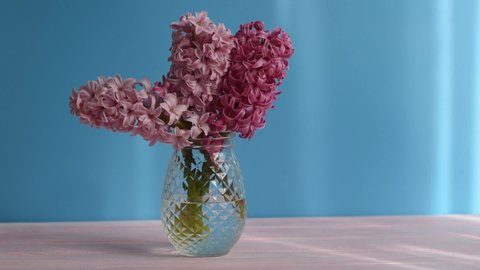 Flowers composition with Pink hyacinth on blue wall background. Bouquet of Spring flower hyacinth in glass vase. Spring Greeting card for Mothers or Womens Day. light movement
