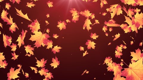 Autumn maple Leaf leaves falling on Alpha channel loop Animation. Romantic, season, september, spinning, thanksgiving, winter, autumn, nature, green, wedding, valentines day, Winter.