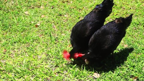 Black Leghorn bantam hens poulets