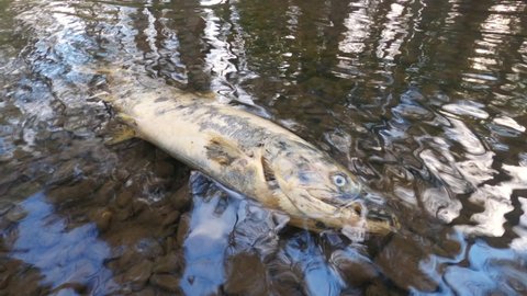 Dead salmon in the river after migrating upstream against the current to spawn on gravel beds in Courtenay,Canada