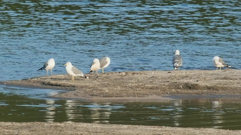 Seagulls on Kuril lake shore