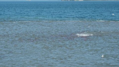 Sockeye salmon goes to spawn on the Kuril Lake and seagulls, Kamchatka peninsula, Russia, 4k