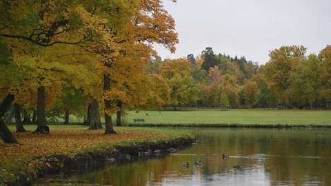 Autumn colored leavs and ducks swimming  in a pond in a park on the island Drottningholm in Stockholm