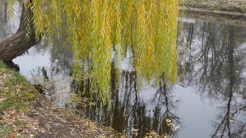 A weeping willow with yellow leaves on long branches bent over the water.