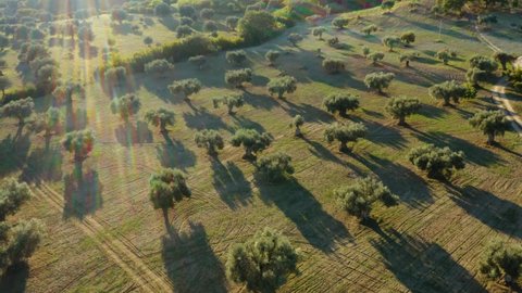 Olive groves for the production of extra virgin olive oil in Calabria, aerial view.