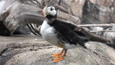 Birds. Atlantic puffin is seabird in Iceland, Norway, Faroe Islands, Labrador in Canada are known to be large colony of this puffin.