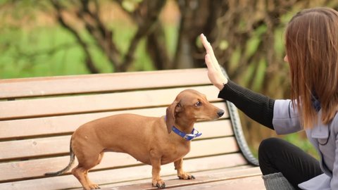 handshake between woman and pretty small dog. High Five teamwork between girl dog. dachshund gives paw his owner closeup with human hand. close up Shot video. Slow motion