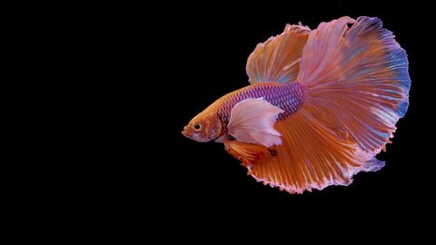 The colorful Siamese Elephant Ear Fighting Fish Betta Splendens, also known as Thai Fighting Fish or betta, a popular aquarium fish in super slow motion on isolated black background