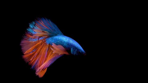 The colorful Siamese Elephant Ear Fighting Fish Betta Splendens, also known as Thai Fighting Fish or betta, is a species in the gourami family which is popular as an aquarium fish in super slow motion