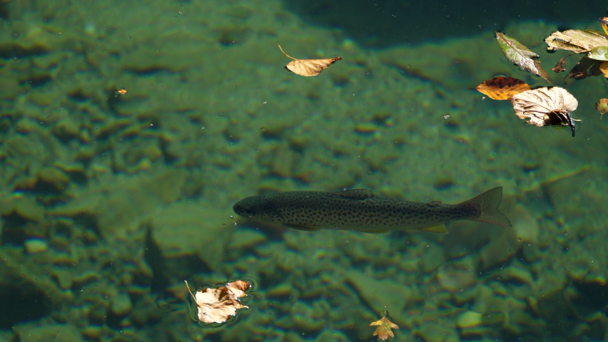 Common trout in transparent and pure waters appears to the surface to eat a fly Royalty-Free Stock Footage #1061592271