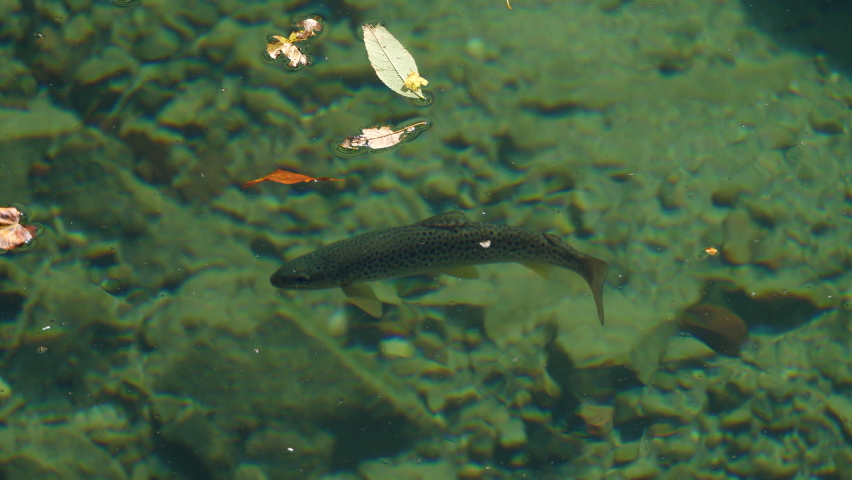 Common trout in transparent and pure waters appears to the surface to eat a fly