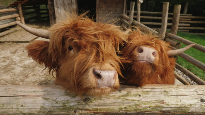 Close-up of two brown Scottish highland cows standing in a paddock on a farm and funny sticking out tongues, begging food Royalty-Free Stock Footage #1061592439