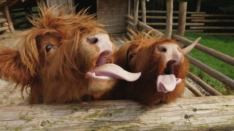 Close-up of two brown Scottish highland cows standing in a paddock on a farm and funny sticking out tongues, begging food