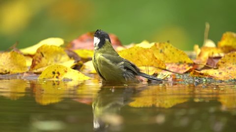 Song bird bath in the water, autumn wildlife with yellow leaves. Great Tit, Parus major, black and yellow bird in the nature habitat. Tit in the forest.