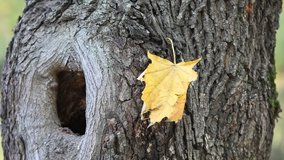 A large hole in a tree.Video of a hollow tree on the trunk of an oak close up with one yellow leaf stuck on the bark.The last fallen leaves.Backgrounds.Textures