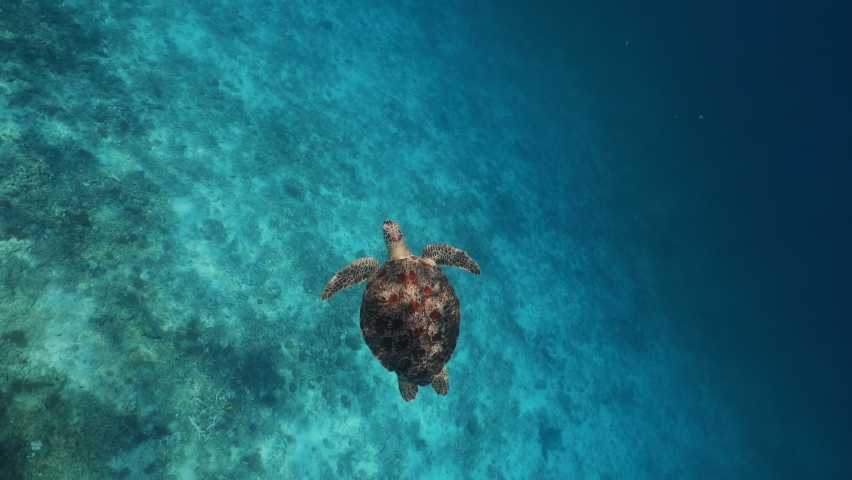 Concept of underwater relaxation and entertainment on vacation. Scuba diving green turtle eating planktone in sea alone. Large beautiful sea turtle swims in blue water. Marine in the wildlife. | Shutterstock HD Video #1061594638