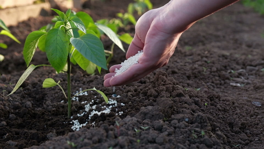 Hand giving synthetic fertilizers to accelerate plant growth, close-up. | Shutterstock HD Video #1061595823