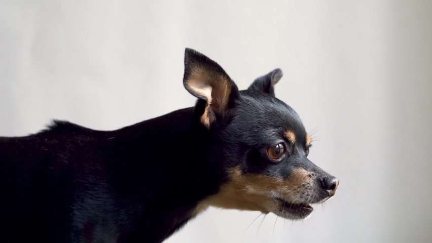 Small beautiful black dog Toy Terrier is angry and barks on a white background, close-up. Dog guard. 4K . Royalty-Free Stock Footage #1061596684