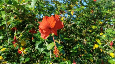 4K footage of beautiful red Hibiscus flower in the morning.Hibiscus is a genus of flowering plants in the mallow family, Malvaceae.