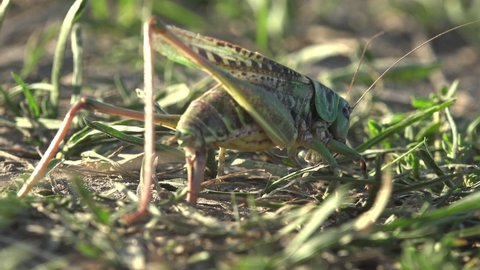 Grey Bush crickets, Phylum Arthropoda,  uses its ovipositor to search and create new burrows for laying eggs, offspring. View macro insect Grasshopper in wildlife