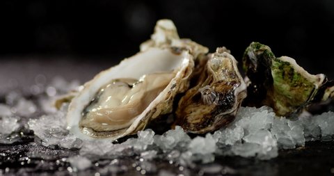 Fresh oysters with pieces of ice on the table rotate. On a black background.