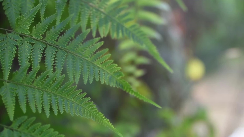 fern leaf blon off by the fresh morning wind