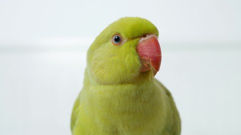 Alexander Parrot Playing on Bed, Indian, Funny Ring-necked Parakeet Bird, Children Pets Friends
