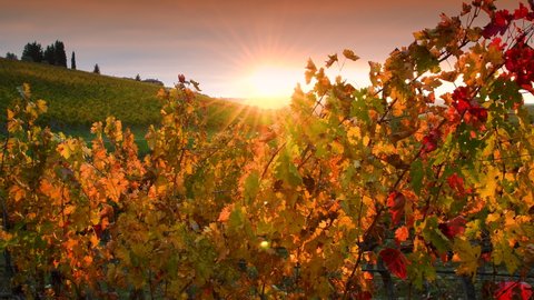 Autumn season, the sun's rays through the colorful leaves of the vineyards in the Chianti region at sunset. Chianti Classico area near Florence, Tuscany. Italy.