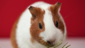 Closeup view 4k video of cute white and brown home guinea pig pet eating fresh green grass with great appetite. Domestic animal portrait isolated at red background. Studio shot.