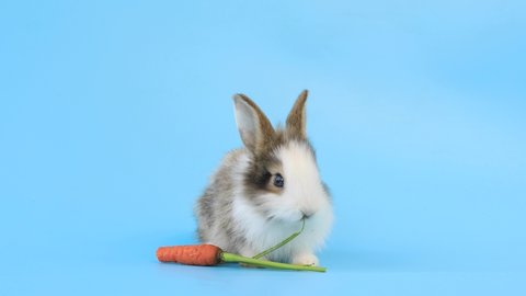 Lovely bunny easter fluffy rabbit, Baby rabbit eat carrot on a pastel blue background. The Easter white creamy hares eat carrot, a concept for Easter. Close - up of a rabbit.