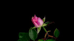 Beautiful opening pink rose on black background. Petals of Blooming pink rose flower open, time lapse, close-up. Holiday, love, birthday design backdrop. Bud closeup. Macro. 4K UHD video timelapse