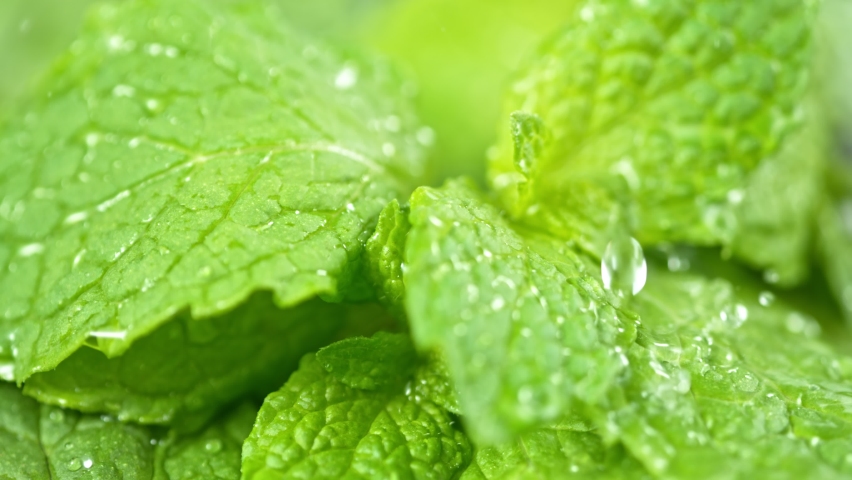 Super Slow Motion Shot of Water Drops Falling on Fresh Mint Leaf at 1000fps. Royalty-Free Stock Footage #1061614396