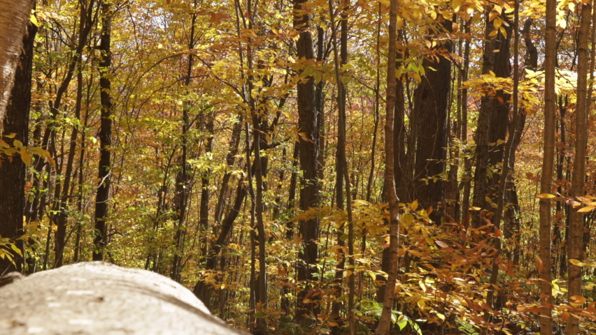 A hiker descends one of the many trails on Cardigan Mountain as leaves fall to the ground.