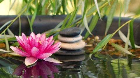 Water drop falling down near balanced stones and pink lotus waterlily flower