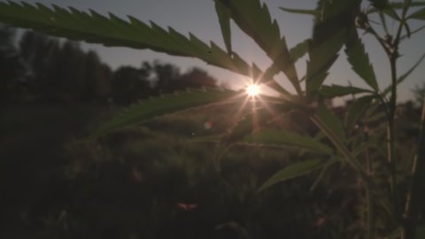 Sunset in a field of wild growing hemp. The camera moves forward through the grass