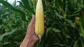 Cob of sweet corn in the hand, agriculture concept	