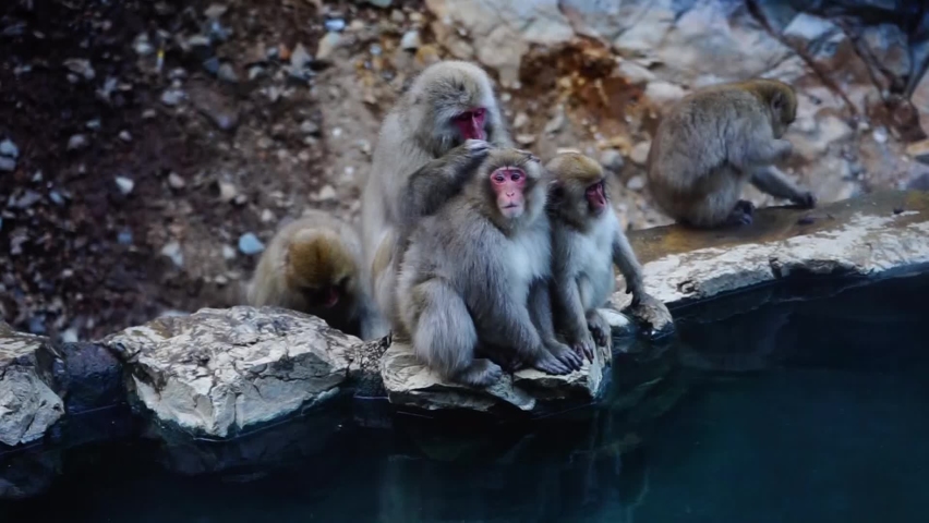 Japanese Snow monkey Macaque in hot spring Onsen Jigokudan monkey Park, Nakano, Japan.