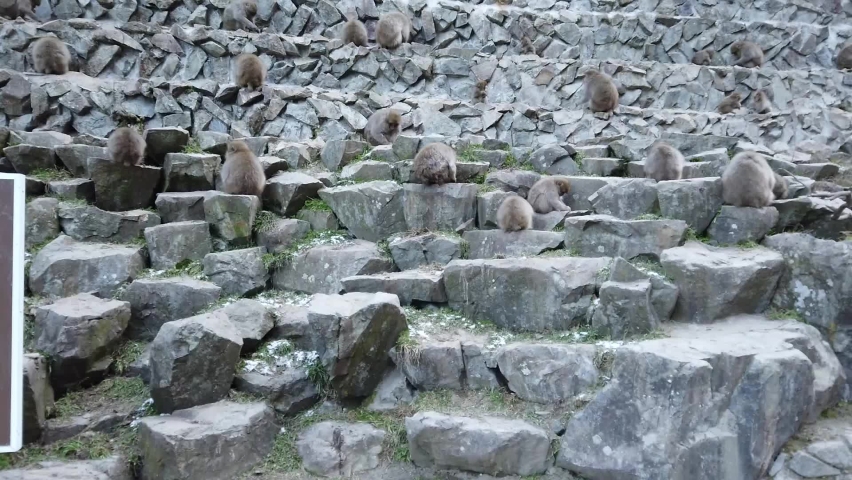 Japanese Snow monkey Macaque in hot spring Onsen Jigokudan monkey Park, Nakano, Japan.