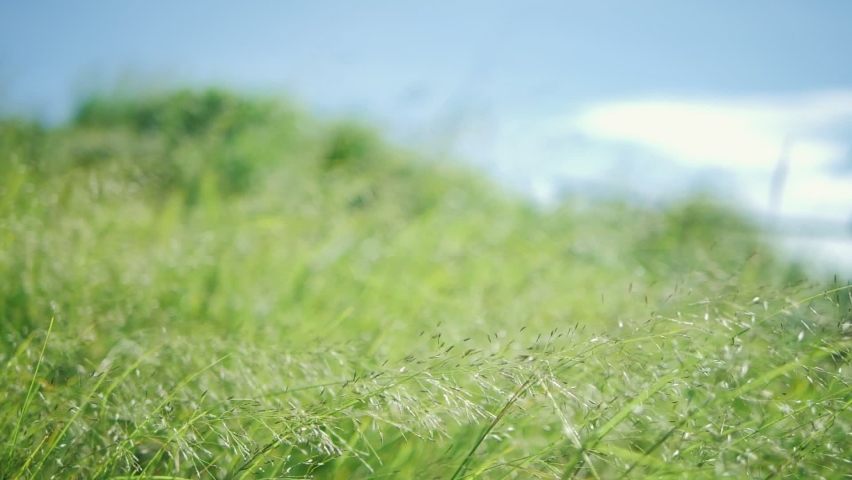 Natural meadow green grass flower slowly swayed by wind blow with blue sky. The beautiful green swaying silver grass field is relaxing & romantic. It waving along wind breeze. Slow motion. Royalty-Free Stock Footage #1061628319