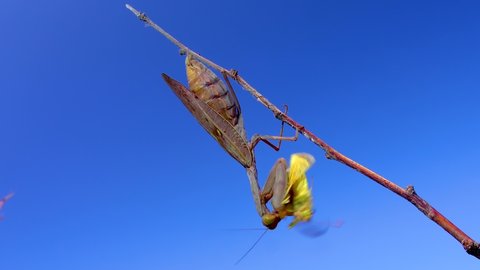 The predatory mantis is eating a butterfly. The European mantis (Mantis religiosa). 