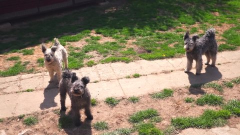 Purebred Pumi dogs looking around and barking in a garden on a sunny day