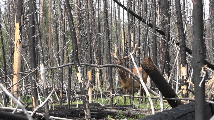 YELLOWSTONE, WYOMING - JUN 2015: Burnt forest Yellowstone NP bull elk large antlers 4K.  Forest fire kill animals and destroys grazing and feed. Summer range for an estimated 30,000 wildlife Wapiti.