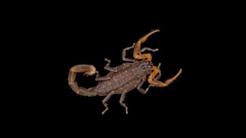 Parthenogenetic scorpion Lychas tricarinatus, family Buthidae, Distributed in India, feeds on insects and their larvae. Life expectancy is about 7 years. Macro