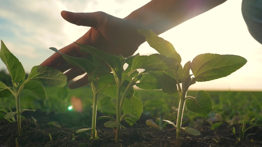 Agriculture. Farmer hand in a field at sunset. Farmer touches green sprouts with his hand in fertile soil. Farmer hand soil and ecology. Green sprouts in fertile soil in the field. Agriculture concept Royalty-Free Stock Footage #1061641042