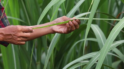 Farmers hand with inspect sugar cane, Workers holding sugar cane leaves,Organic agriculture
