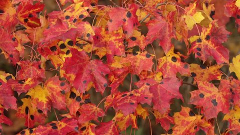 Bright red Norway maple, Acer platanoides leaves with fungal disease Tar spot of maple, Rhytisma acerinum in Estonia, Northern Europe.