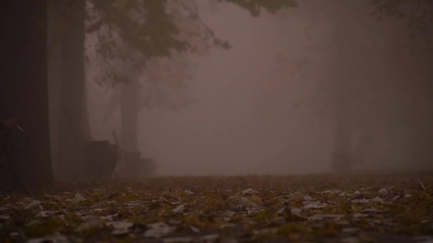 A man rides on a bike through yellow autumn leaves through the mist in an autumn city park. Leaf fall. Yellow autumn leaves.