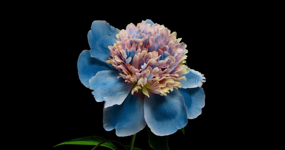 Beautiful blue Peony background. Blooming peony flower open, time lapse 4K UHD video timelapse Royalty-Free Stock Footage #1061651179