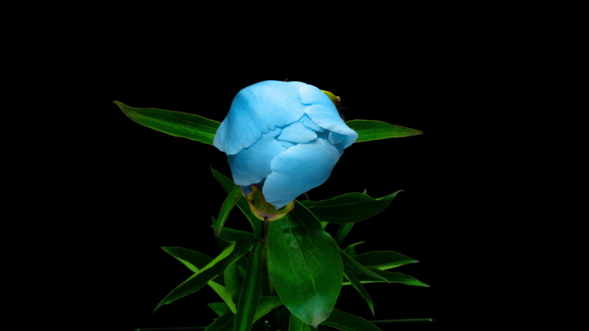 Beautiful blue Peony background. Blooming peony flower open, time lapse 4K UHD video timelapse. Easter, spring, Valentine's day, holidays concept Royalty-Free Stock Footage #1061651539